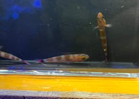 アオギハゼ