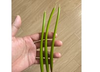 メヒルギの種一本(海水順化済み)