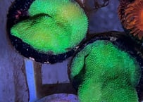 ヤッコアミメサンゴGreenフラグ