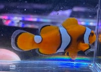 Wildペルクラちょい柄乱れ