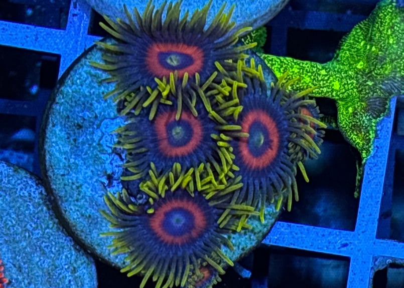 水草  海藻  サンゴ インター海水】2024.7.17在庫サンゴ&海藻紹介 | 名古屋のペット