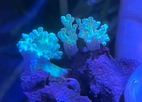 カワラフサトサカ蛍光Green　MINI