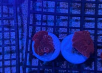 ディスクコーラルRED フラグ