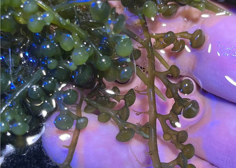 CATEGORY Marineplants 海藻・海草 | Blenny's