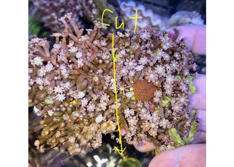 CATEGORY Softcoral ソフトコーラル | Blenny's