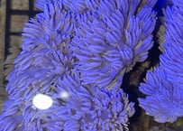 フィジー産パクパクウミアザミML