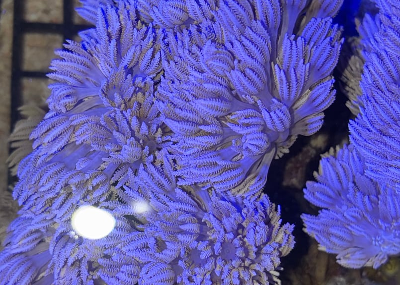 CATEGORY Coral サンゴ・海藻 | Blenny's