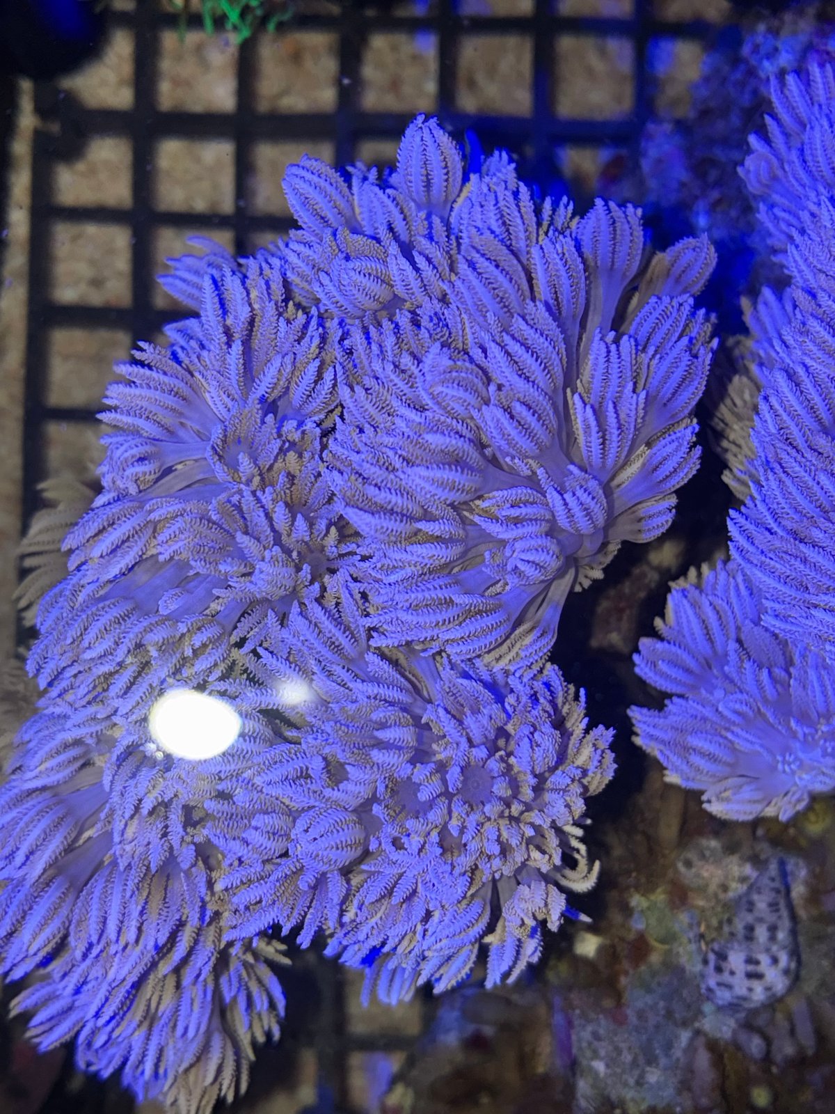 フィジー産パクパクウミアザミML | Blenny's