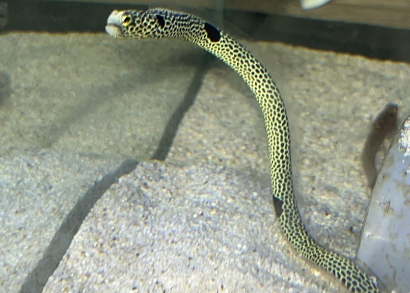 チンアナゴ | Blenny's