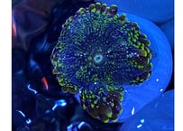 バブルディスクGreen M フラグ