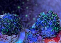 ゼニアsp．Blueフラグ