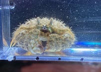 ソデカラッパ沖縄産