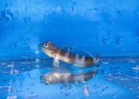 ササハゼ