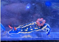 アオウミウシ