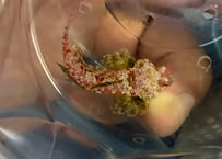 ミヤケテグリ？