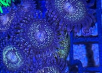マメスナギンチャク“Pandora”フラグ