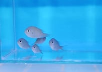 デバスズメ