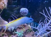 オウゴンニジギンポ