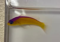 カンムリニセスズメ