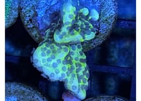 コンフサコモンGreenフラグ