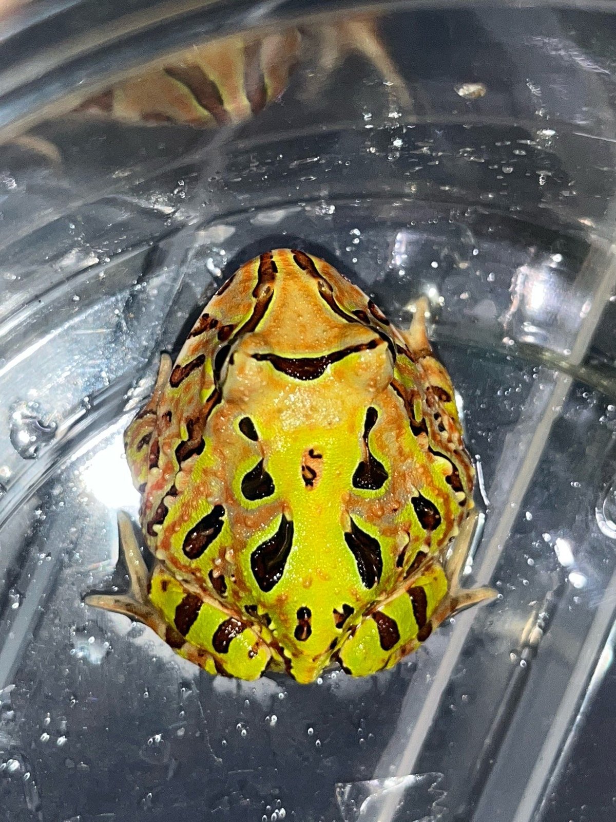 アルティメットツノガエル“ブラジルブラウン×アマゾングリーン” | Blenny's