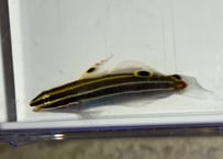 キンセンハゼ