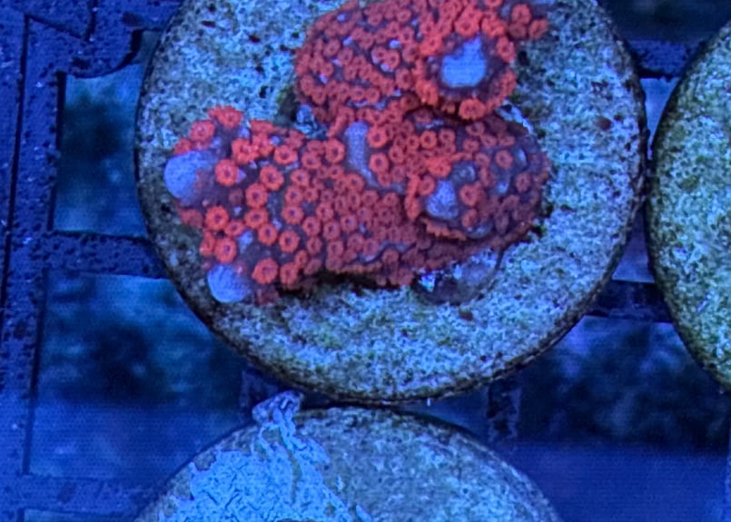 CATEGORY Coral サンゴ・海藻 | Blenny's