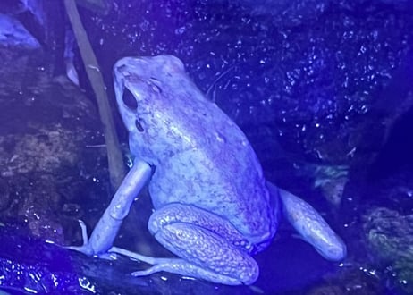 ※夏季発送不可※モウドクフキヤガエル(テリビリス)“ミント”カナダ系
