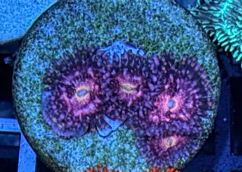 CATEGORY Coral サンゴ・海藻 | Blenny's