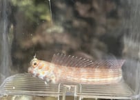 モンツキカエルウオ