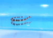 オビイシヨウジ