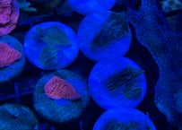 ウスコモンサンゴGreen フラグ
