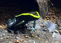 ※夏季発送不可※ココエフキヤガエル