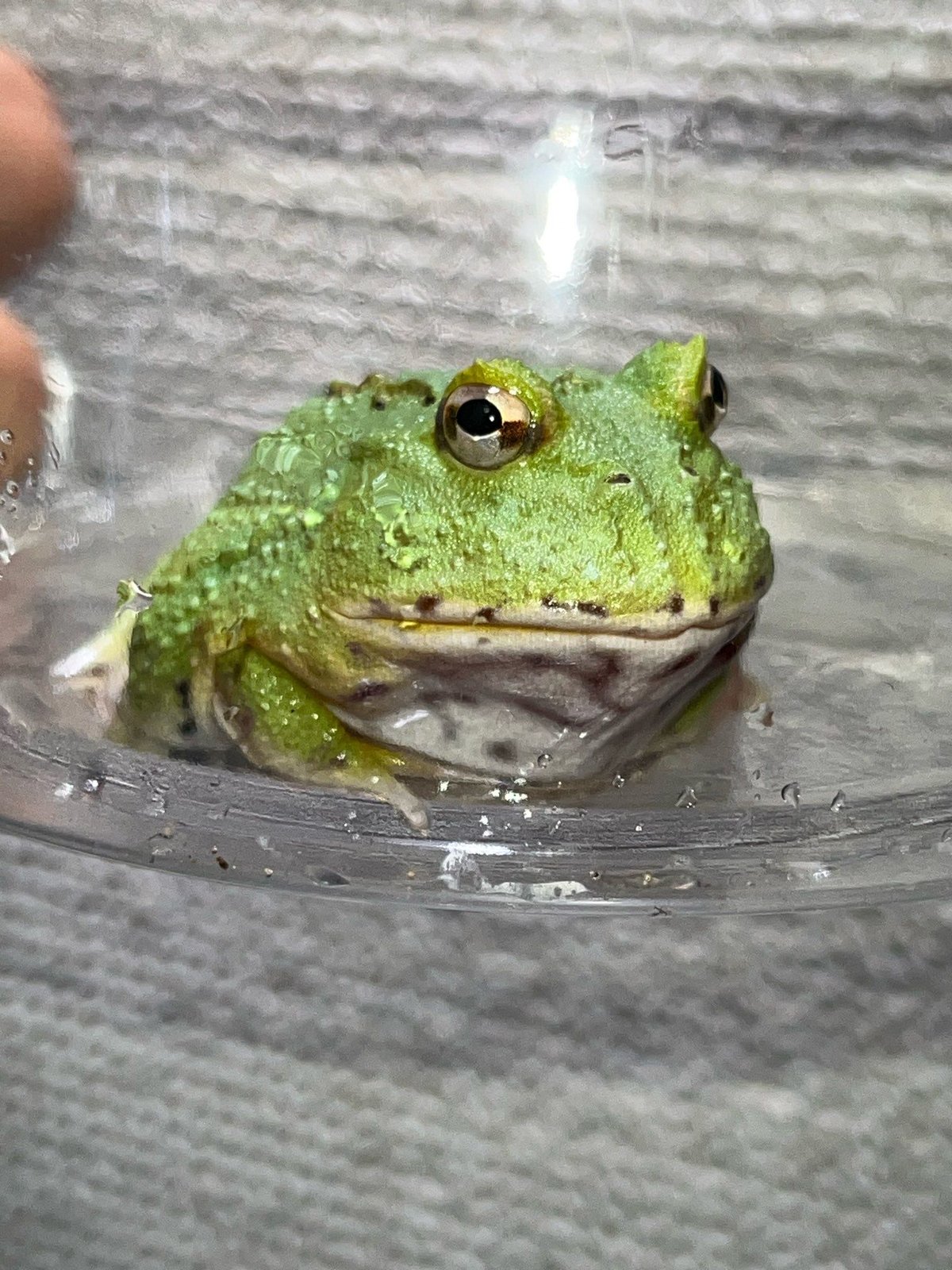 カエルと羊 カエルと羊
