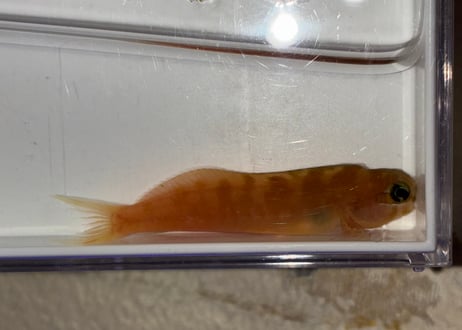 ハナダイギンポ