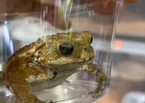 ミヤコヒキガエル