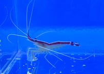 スカンクシュリンプSサイズ