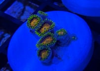 マメスナギンチャク“西浦みかん”フラグ