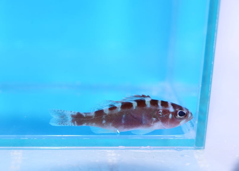 CATEGORY Basslet・Dottyback・Grouper ハナダイ・メギス・ハタ