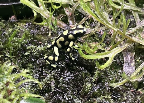 ※夏季発送不可※マダラヤドクガエル "コロンビアイエロー"