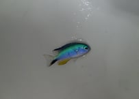 アレンズダムゼル