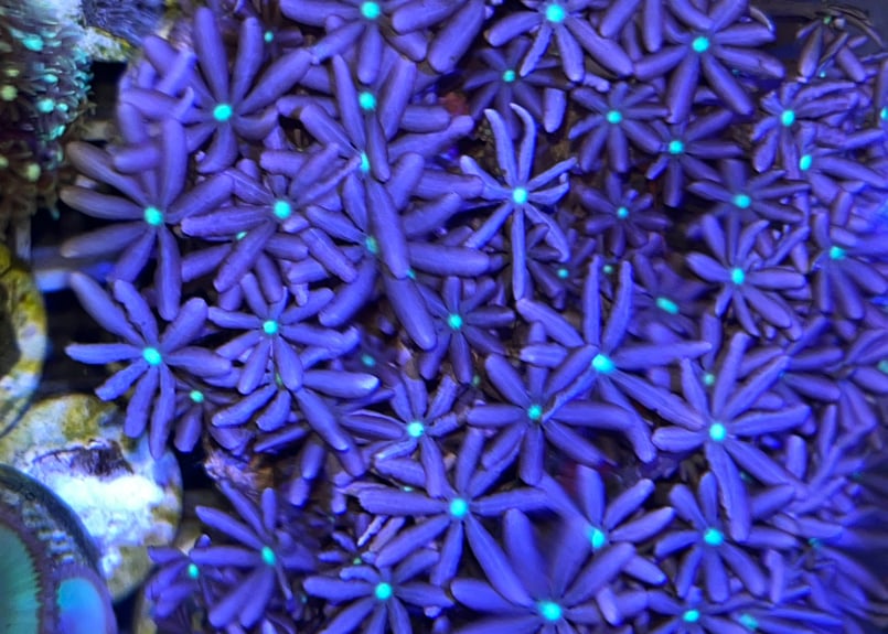 CATEGORY Coral サンゴ・海藻 | Blenny's