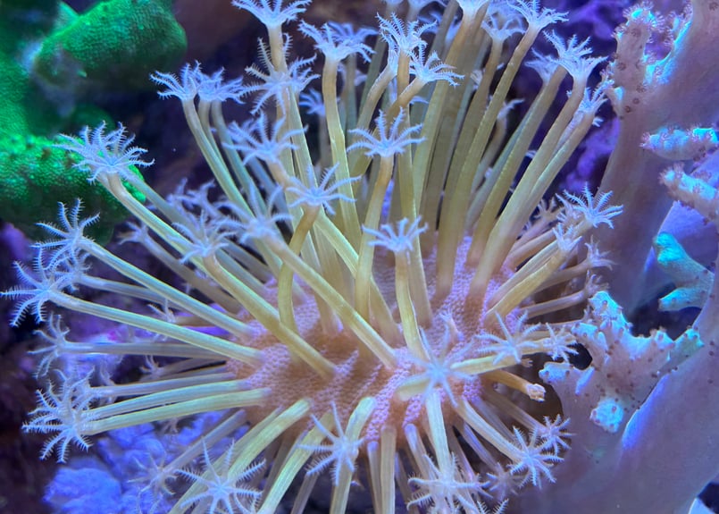 CATEGORY Coral サンゴ・海藻 | Blenny's