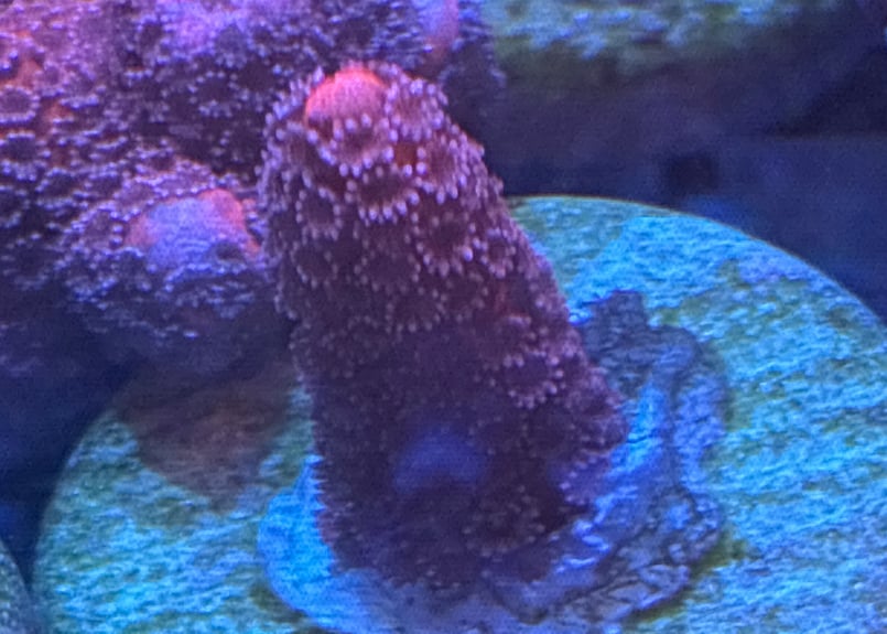 CATEGORY Coral サンゴ・海藻 | Blenny's