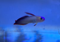 アケボノハゼ