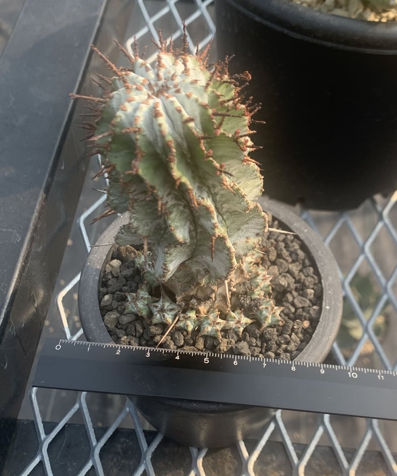 Euphorbia horrida、ユーフォルビア ホリダ ゼブラ 群生