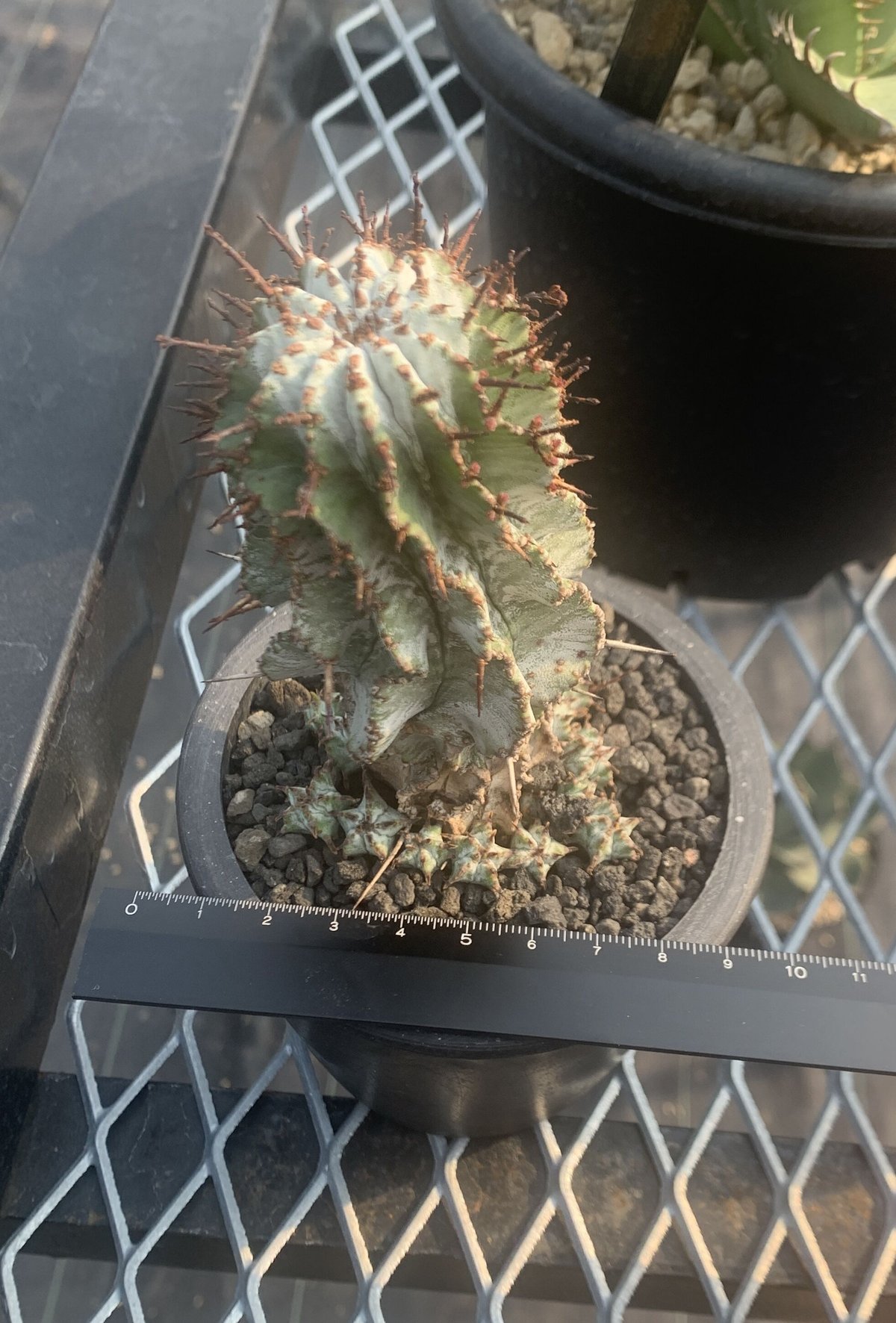 Euphorbia horrida、ユーフォルビア ホリダ ゼブラ 群生