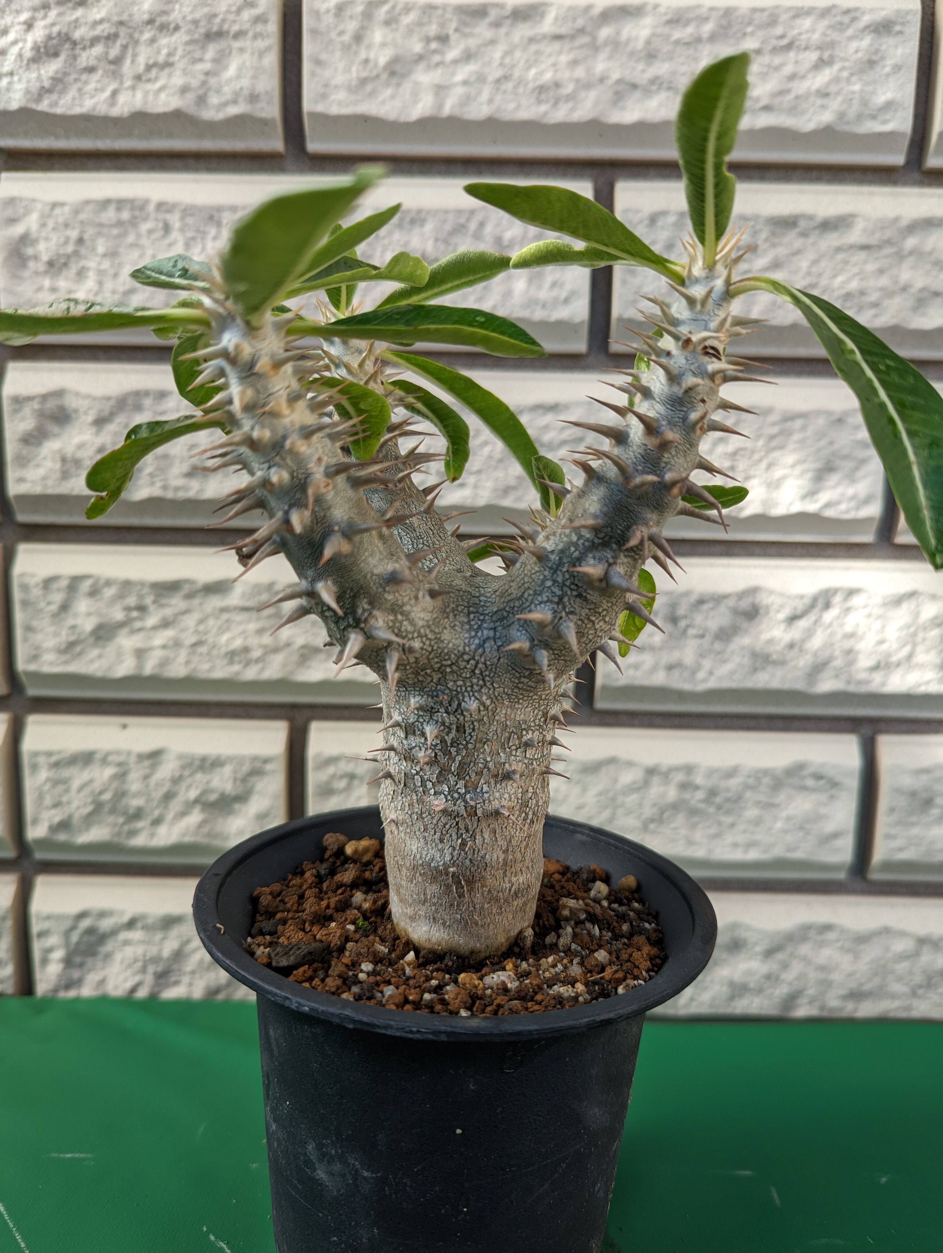 パキポディウム デンシフローラム 実生 塊根植物　大株 original