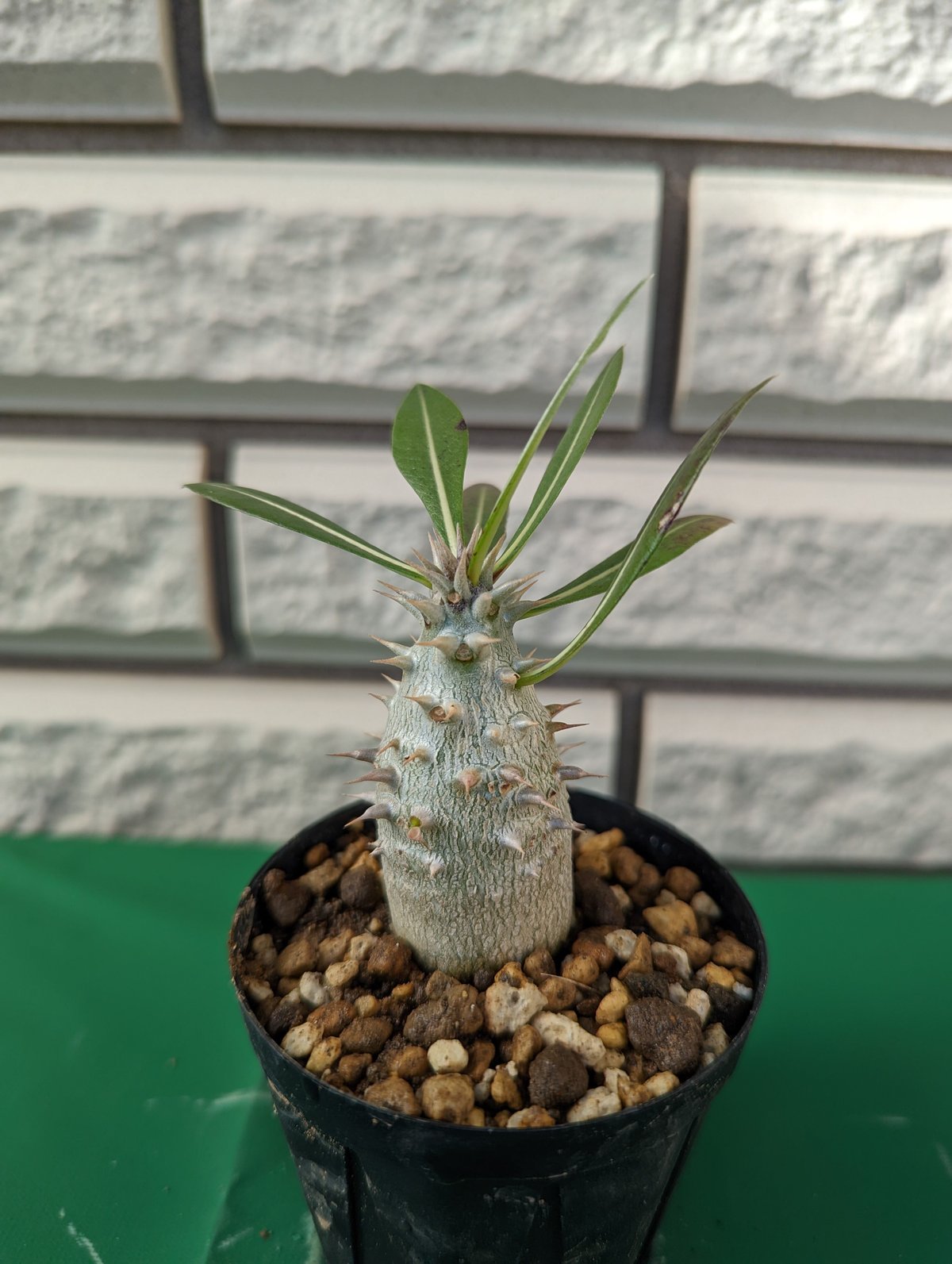 Pachypodium horombense パキポディウム　ホロンベンゼ　大株 パキポディウムホロンベンセ | STORES