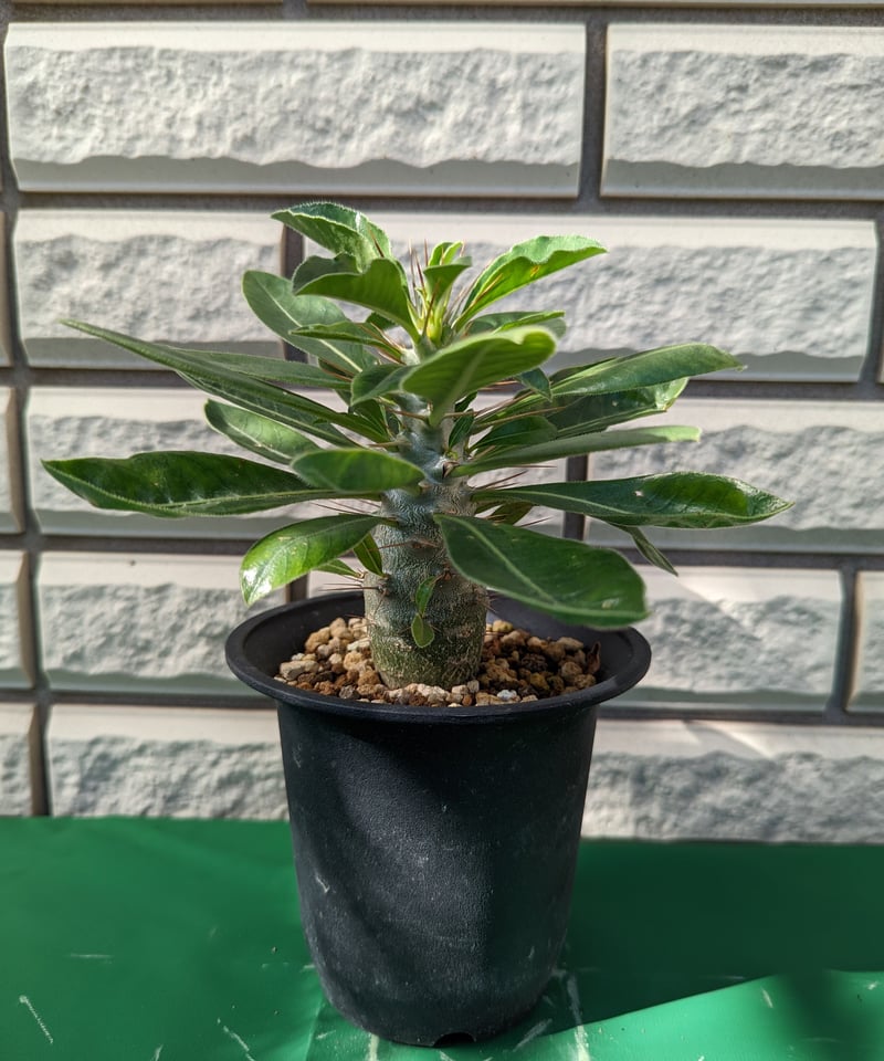 パキポディウム・サンデルシー 白馬城 | Plants by THE CORE CAUDEX